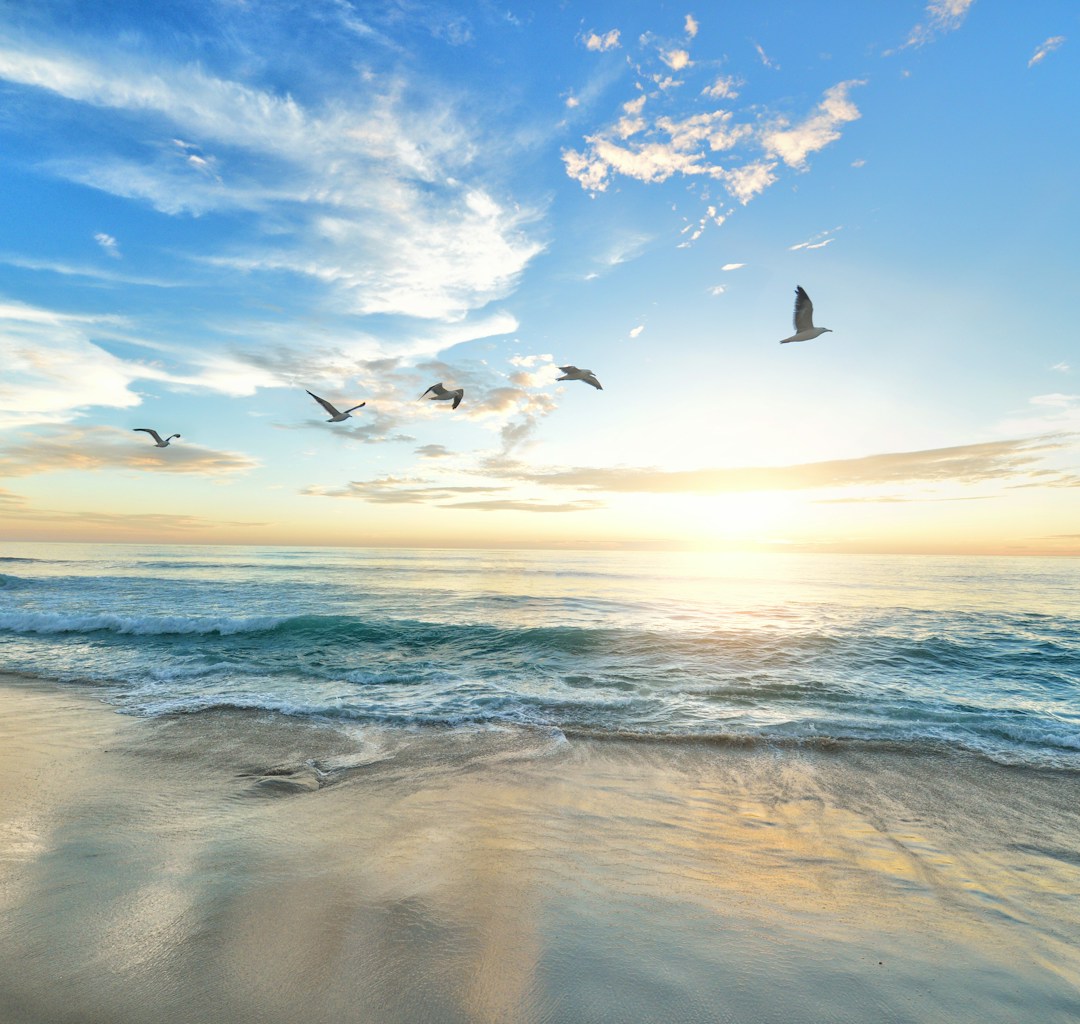 five birds flying on the sea